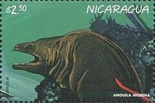 Moray eel