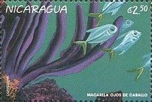 Macrela ojos de caballo