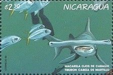 Hammerhead shark