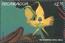 Butterflyfish.