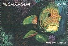 Mediterranean grouper.