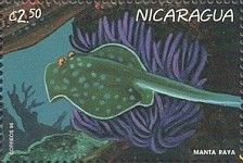 Manta ray