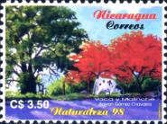 Cow and Malinche tree by Bayron Gomez Chavarría.