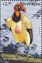 King Vulture (Sarcoramphus papa)
