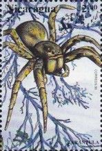 Tarantula