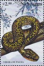 Palm Viper