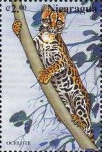Ocelot