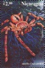 Fighting Spider