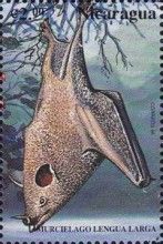 Gray Long-tongued Bat (Glossophaga leachii)