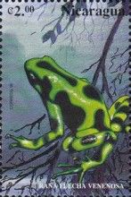 Venomous Tree Frog