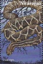 Rattlesnake