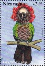 Red-fan Parrot (Deroptyus accipitrinus)