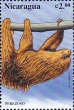 Hoffmann's Two-toed Sloth (Choloepus hoffmanni)