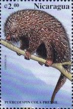 Mexican Hairy Porcupine (Coendou mexicanus)