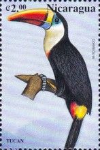 White-throated Toucan (Ramphastos tucanus)