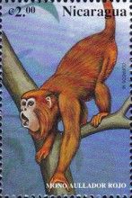 Colombian Red Howler (Alouatta seniculus)