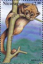 Kinkajou (Potos flavus)