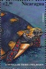 Red-footed Land Turtle