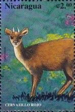 Central American Red Brocket (Mazama temama)