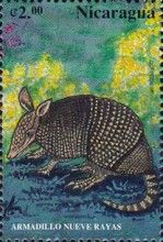 Armadillo