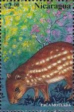 Lowland Paca (Cuniculus paca)