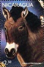 Preswalski Horse