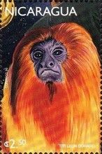 Goldenl Lion Monkey