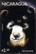 Black Bear