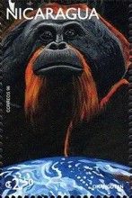 Orangutan