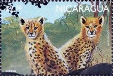 Cheetah (Acinonyx jubatus)