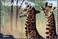Giraffe (Giraffa camelopardalis)