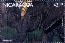 African Elephant (Loxodonta africana)