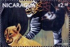 Lion (Panthera leo), Okapi (Okapia johnstoni)