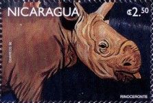 White Rhinoceros (Ceratotherium simum)