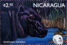Hippopotamus (Hippopotamus amphibius)