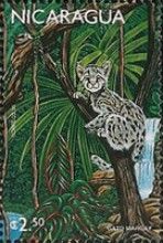 Margay