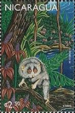 Bengal Slow Loris (Nycticebus bengalensis)
