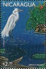 Great Egret (Ardea alba)