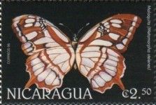 Malachite (Metamorpha stelenes)