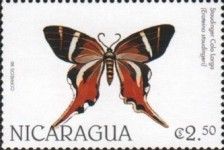 Staudinger's Longtail (Erateina staudingeri)