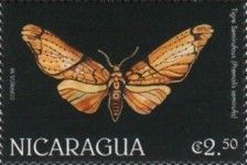Premolis semirufa