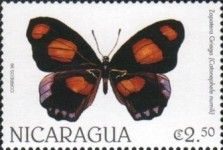Blue-frosted Banner (Catonephele numili)
