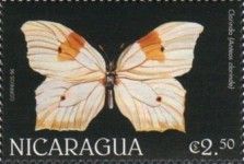 White-angled Sulphur (Anteos clorinde)
