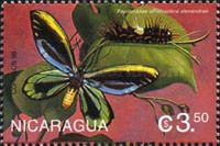 Queen Alexandra's Birdwing (Ornithoptera alexandrae)