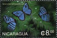 Cephus Blue Ringlet (Cepheuptychia cephus)