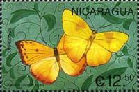 Orange-barred Sulphur (Phoebis philea)