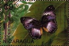 Nymohalidae hypolimnas
