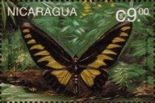 Papilionidae troides