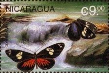 Nymphalidae heleconius