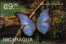 Blue Morpho (Morpho rhetenor)